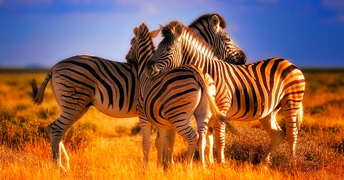 Promo vol SaintDenis, Réunion vers Johannesburg AllerRetour Air Austral