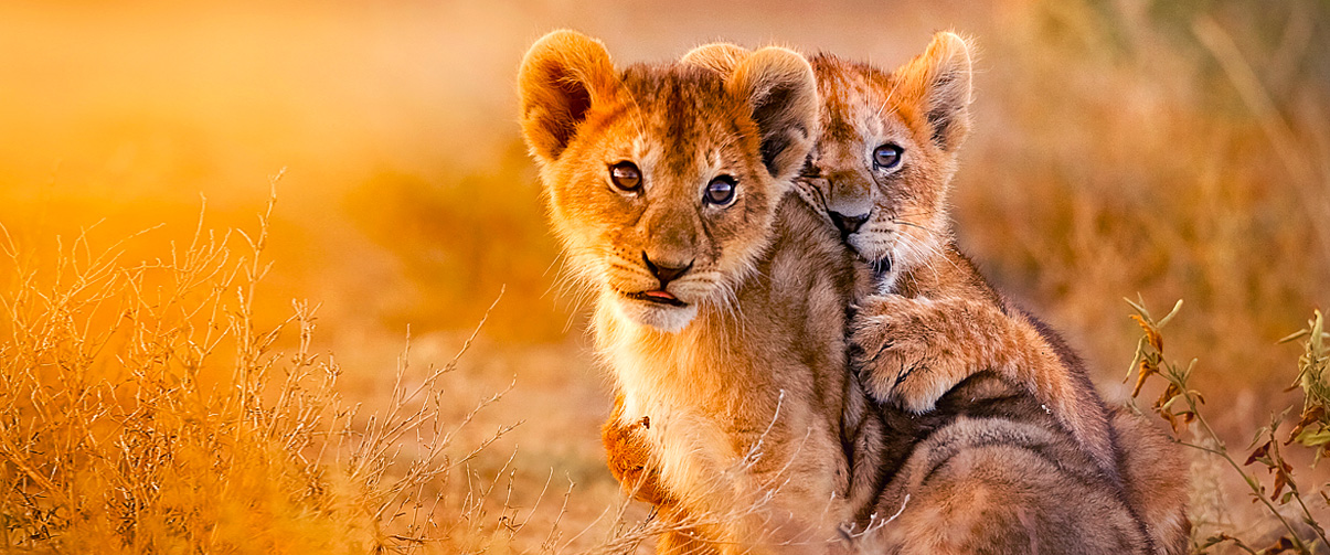 Vol pas cher Réunion Johannesburg