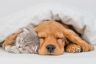 Travelling with pet