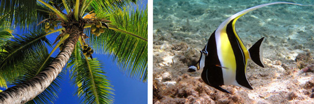 Vol pas cher Paris Reunion - Cocotier et lagon tropical